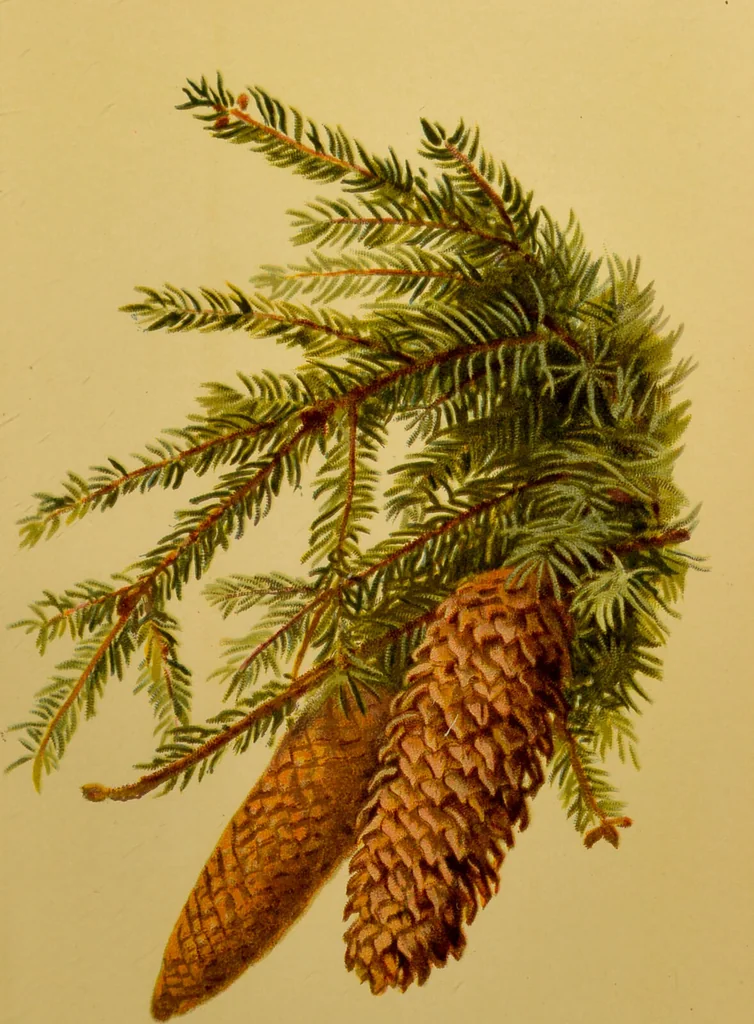 An illustration from Familiar trees / With coloured plates by W.H.J. Boot., 1887, leaf 131