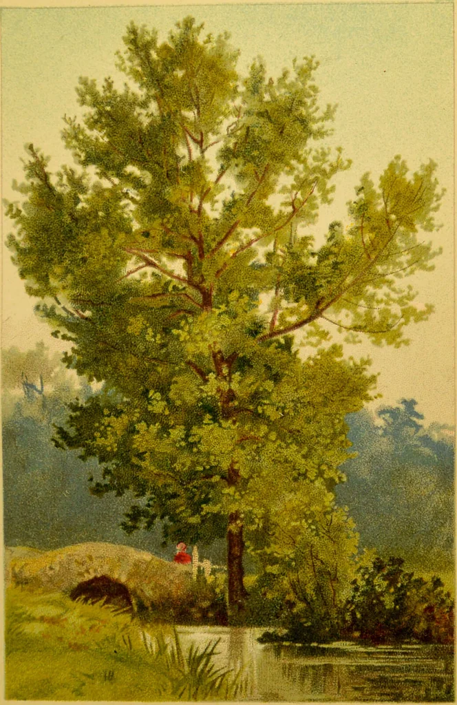 An illustration from Familiar trees / With coloured plates by W.H.J. Boot., 1887, leaf 137