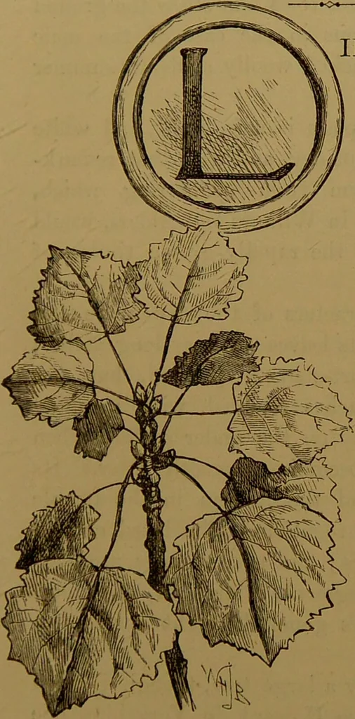 An illustration from Familiar trees / With coloured plates by W.H.J. Boot., 1887, leaf 139
