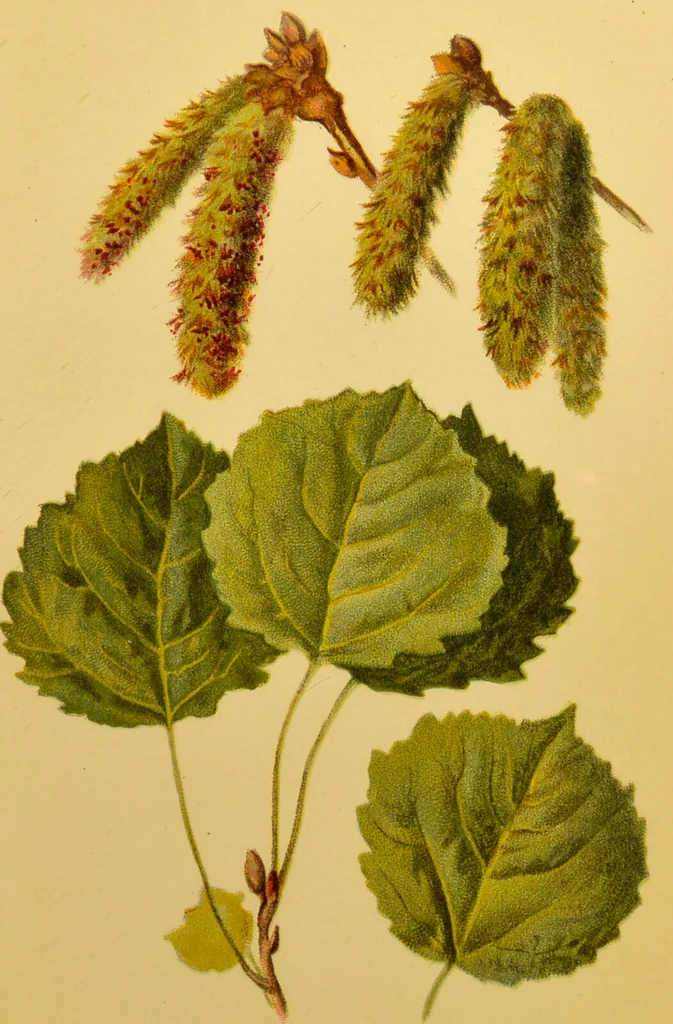 An illustration from Familiar trees / With coloured plates by W.H.J. Boot., 1887, leaf 143