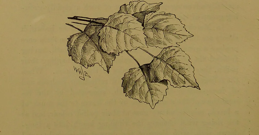 An illustration from Familiar trees / With coloured plates by W.H.J. Boot., 1887, leaf 148
