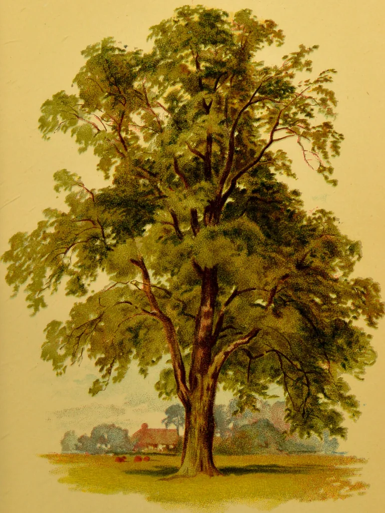 An illustration from Familiar trees / With coloured plates by W.H.J. Boot., 1887, leaf 149