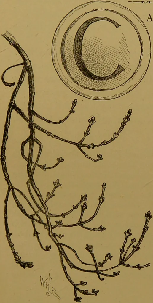 An illustration from Familiar trees / With coloured plates by W.H.J. Boot., 1887, leaf 151
