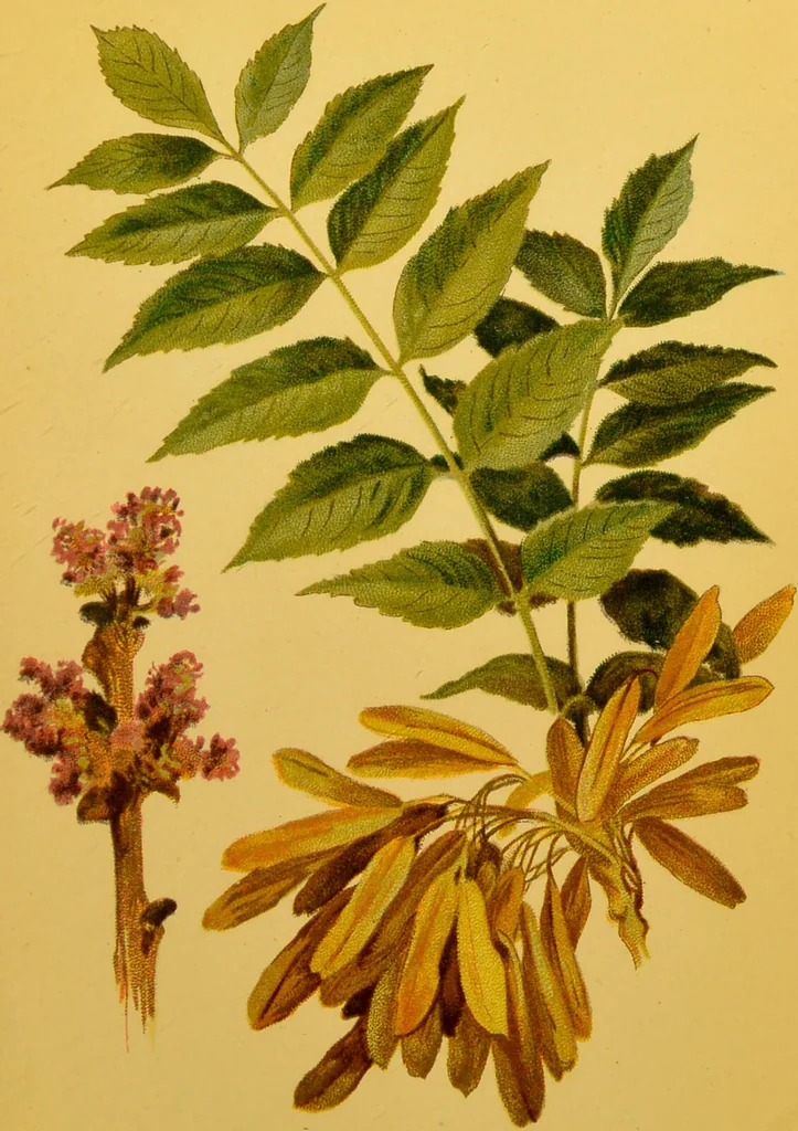 An illustration from Familiar trees / With coloured plates by W.H.J. Boot., 1887, leaf 155