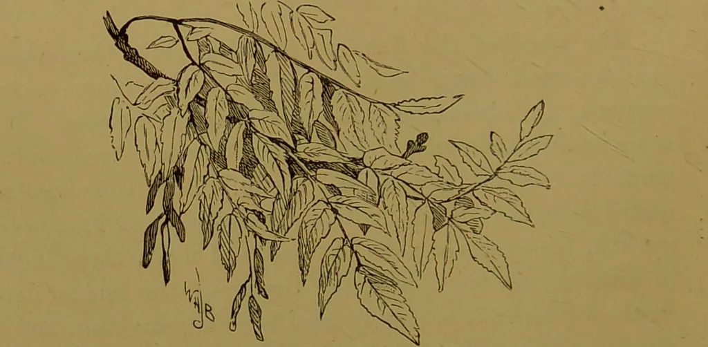 An illustration from Familiar trees / With coloured plates by W.H.J. Boot., 1887, leaf 160