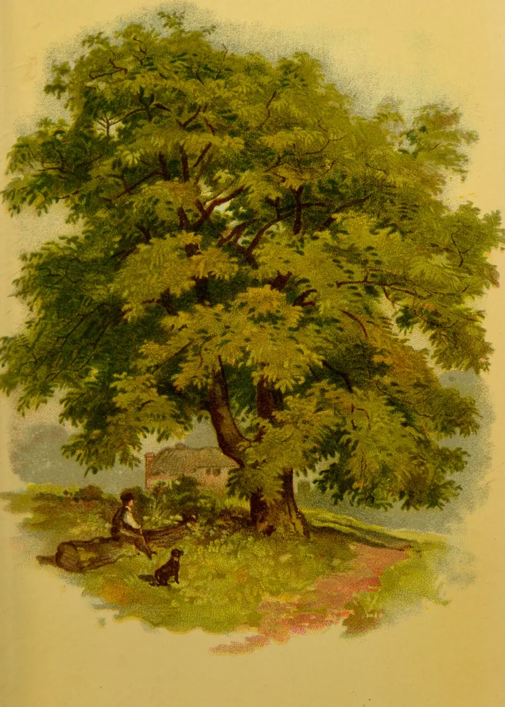 An illustration from Familiar trees / With coloured plates by W.H.J. Boot., 1887, leaf 161