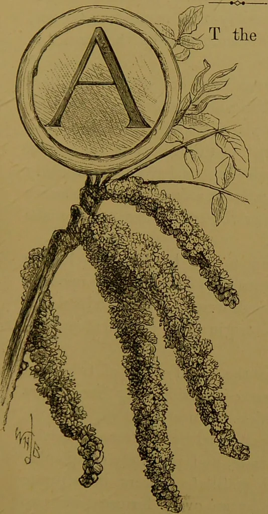 An illustration from Familiar trees / With coloured plates by W.H.J. Boot., 1887, leaf 163