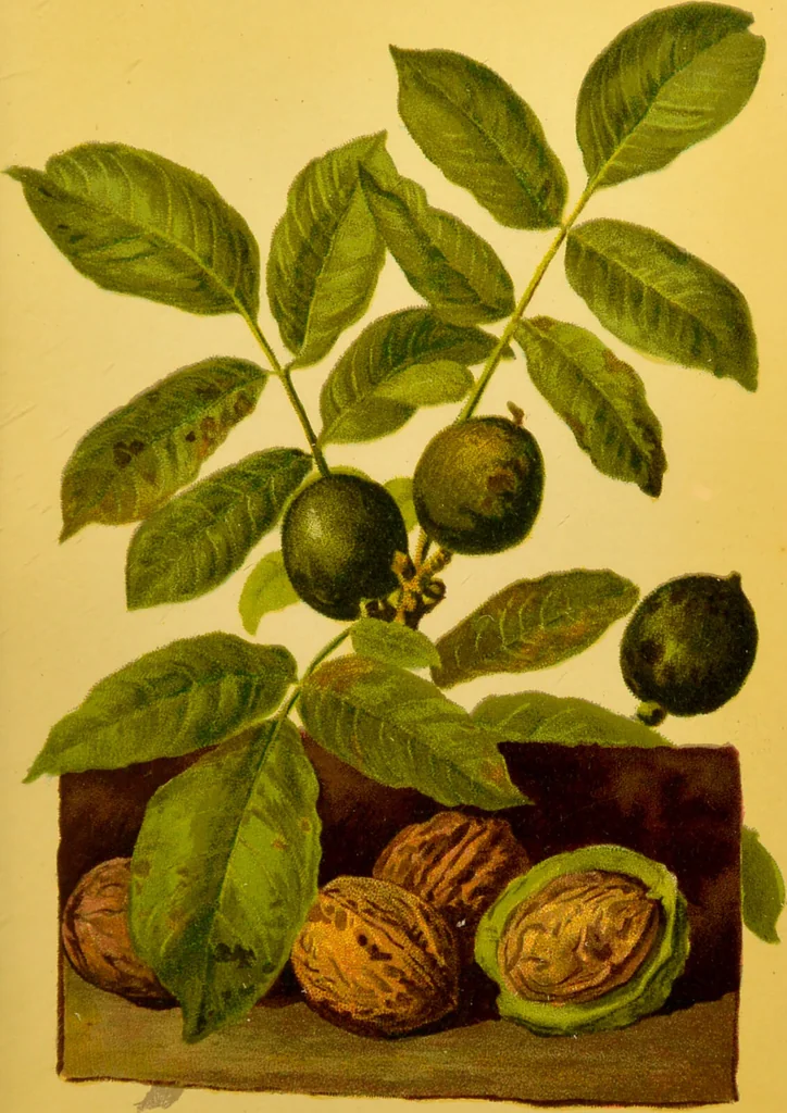 An illustration from Familiar trees / With coloured plates by W.H.J. Boot., 1887, leaf 167