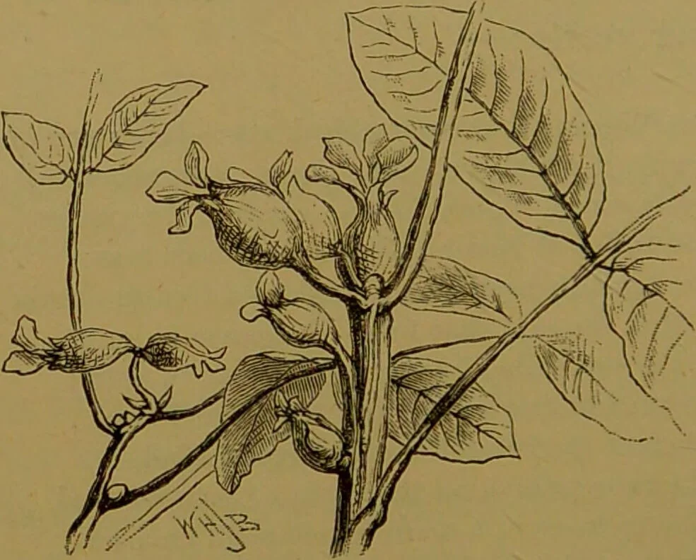 An illustration from Familiar trees / With coloured plates by W.H.J. Boot., 1887, leaf 172