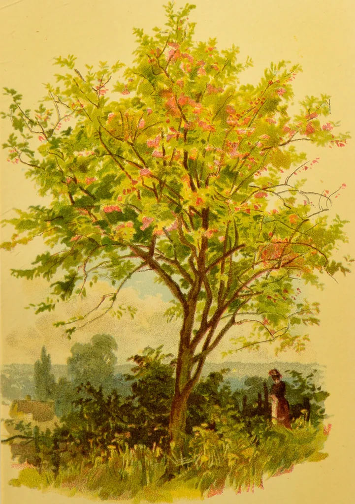 An illustration from Familiar trees / With coloured plates by W.H.J. Boot., 1887, leaf 173