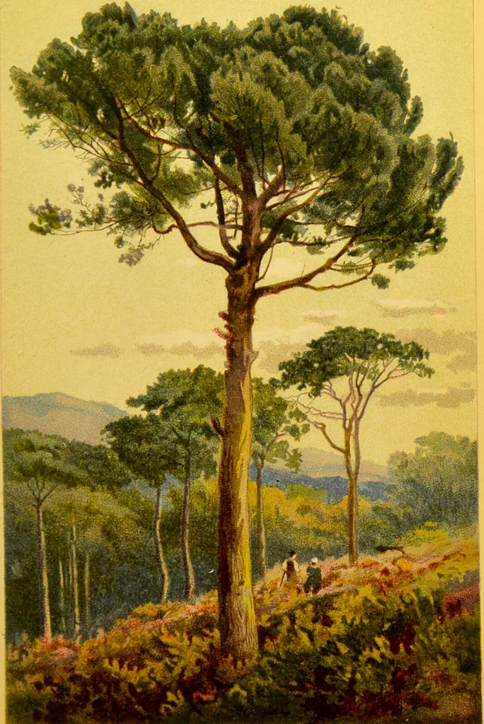 An illustration from Familiar trees / With coloured plates by W.H.J. Boot., 1887, leaf 183