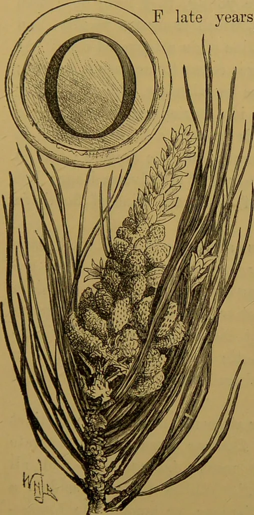 An illustration from Familiar trees / With coloured plates by W.H.J. Boot., 1887, leaf 185