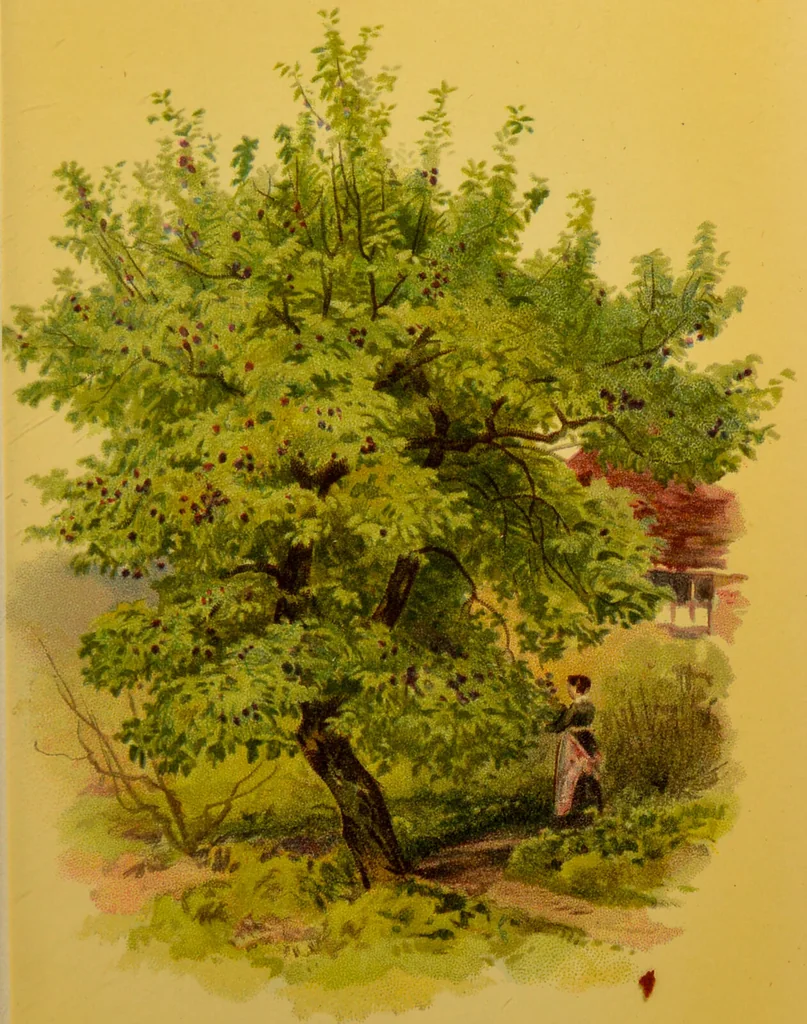 An illustration from Familiar trees / With coloured plates by W.H.J. Boot., 1887, leaf 195