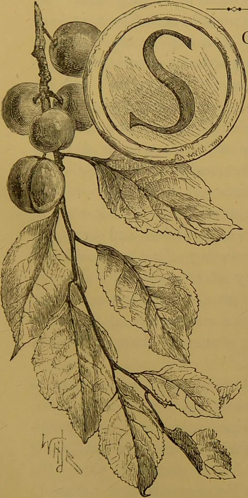 An illustration from Familiar trees / With coloured plates by W.H.J. Boot., 1887, leaf 197