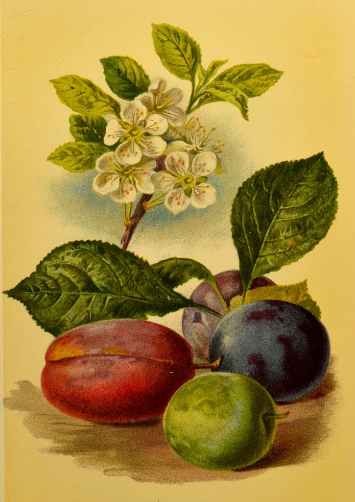 An illustration from Familiar trees / With coloured plates by W.H.J. Boot., 1887, leaf 201