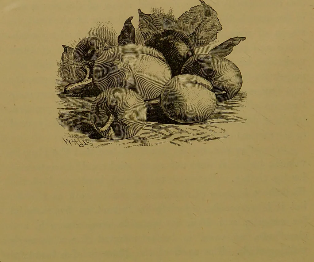 An illustration from Familiar trees / With coloured plates by W.H.J. Boot., 1887, leaf 206