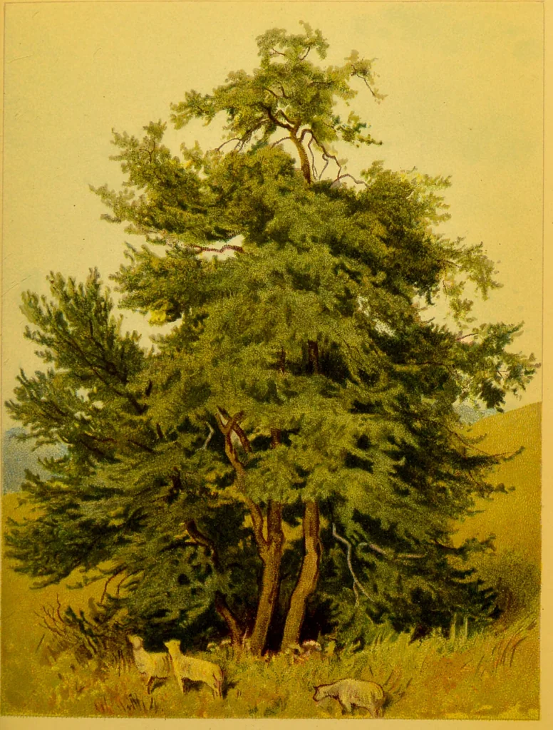 An illustration from Familiar trees / With coloured plates by W.H.J. Boot., 1887, leaf 207