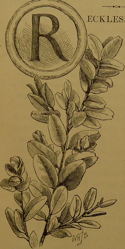 An illustration from Familiar trees / With coloured plates by W.H.J. Boot., 1887, leaf 209