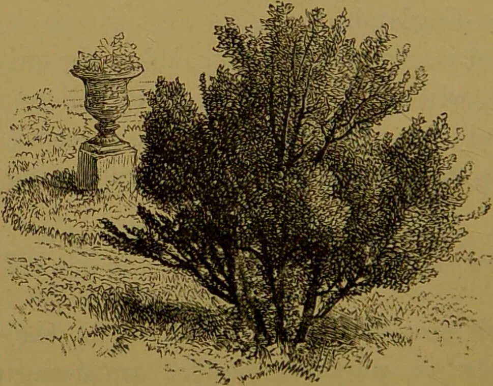 An illustration from Familiar trees / With coloured plates by W.H.J. Boot., 1887, leaf 218