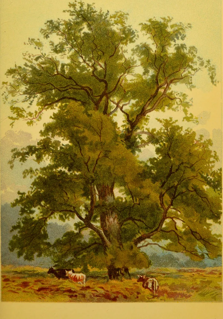 An illustration from Familiar trees / With coloured plates by W.H.J. Boot., 1887, leaf 219