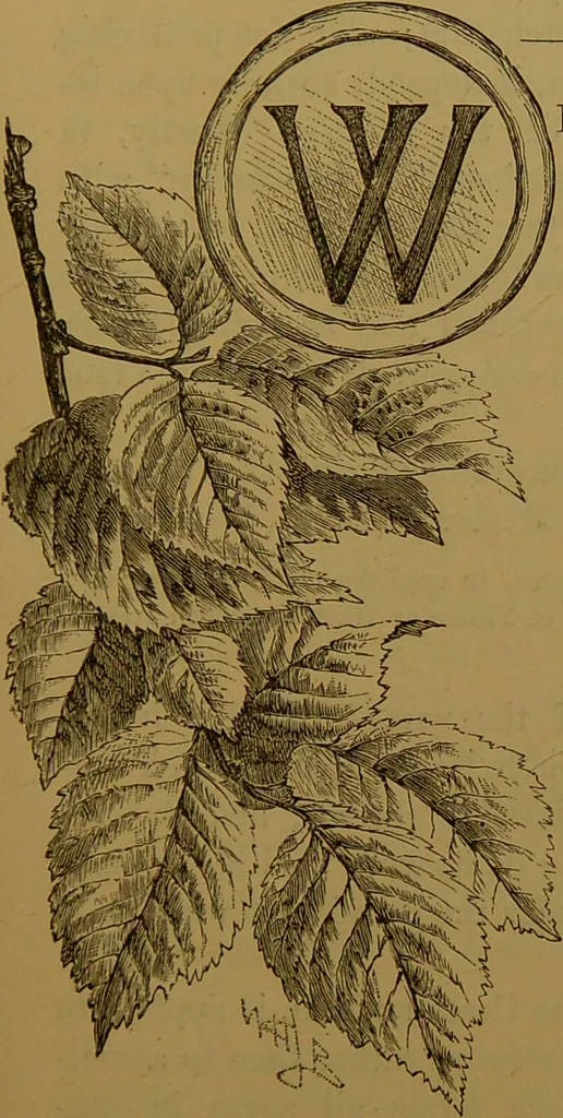 An illustration from Familiar trees / With coloured plates by W.H.J. Boot., 1887, leaf 221