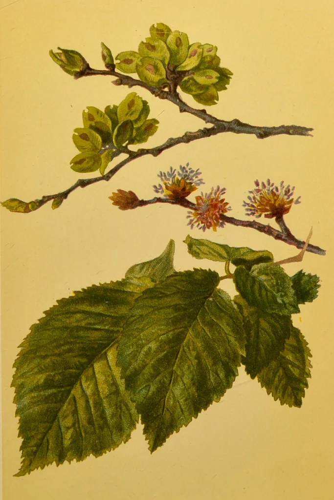 An illustration from Familiar trees / With coloured plates by W.H.J. Boot., 1887, leaf 225