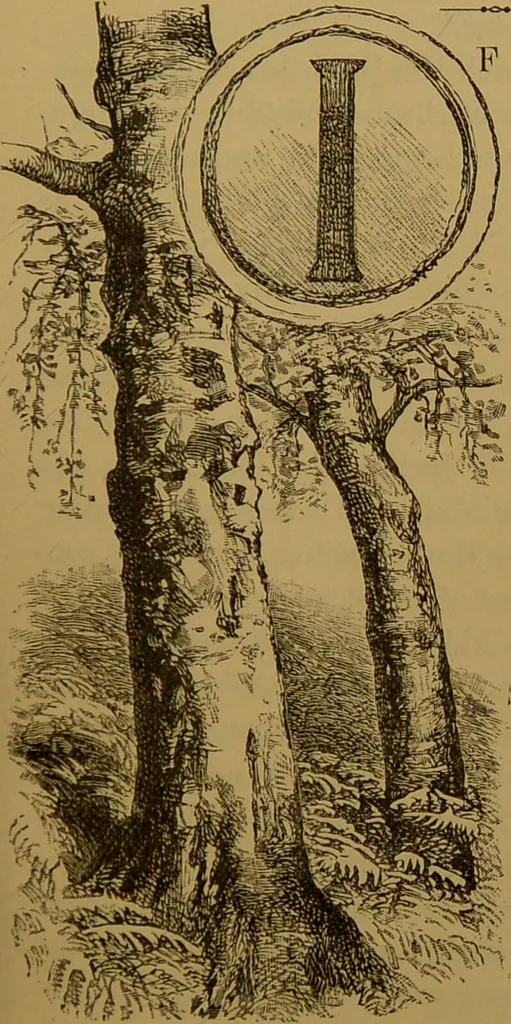 An illustration from Familiar trees / With coloured plates by W.H.J. Boot., 1887, leaf 23