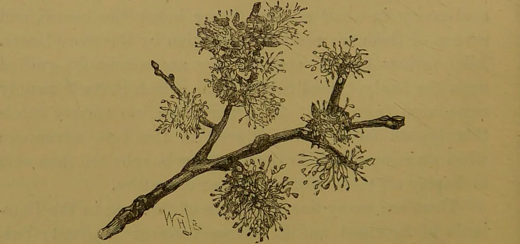 An illustration from Familiar trees / With coloured plates by W.H.J. Boot., 1887, leaf 230