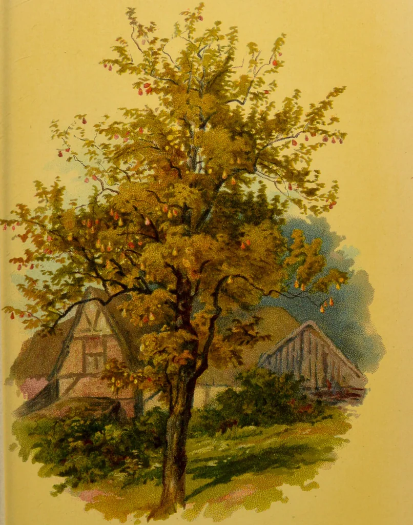 An illustration from Familiar trees / With coloured plates by W.H.J. Boot., 1887, leaf 231