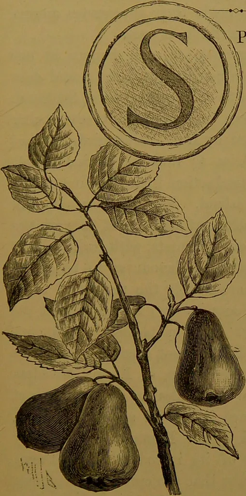 An illustration from Familiar trees / With coloured plates by W.H.J. Boot., 1887, leaf 233