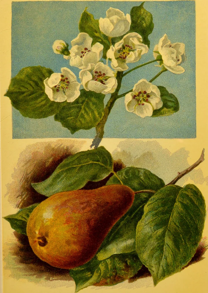An illustration from Familiar trees / With coloured plates by W.H.J. Boot., 1887, leaf 235