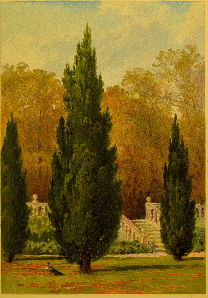 An illustration from Familiar trees / With coloured plates by W.H.J. Boot., 1887, leaf 241