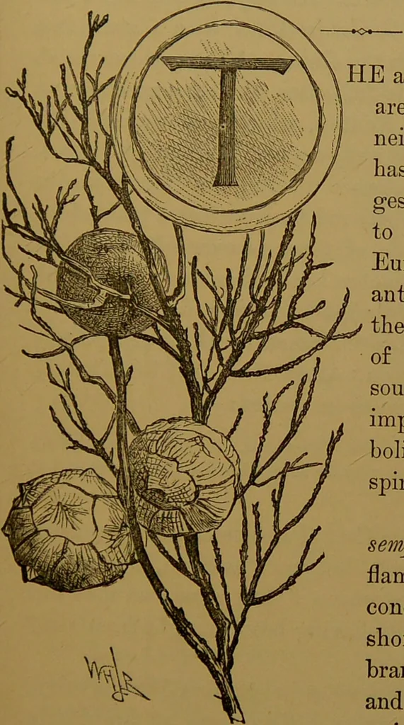 An illustration from Familiar trees / With coloured plates by W.H.J. Boot., 1887, leaf 243