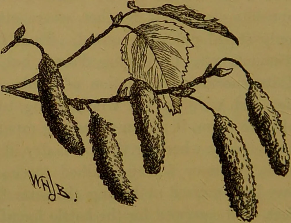 An illustration from Familiar trees / With coloured plates by W.H.J. Boot., 1887, leaf 30