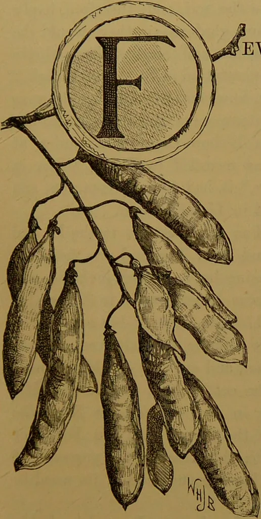 An illustration from Familiar trees / With coloured plates by W.H.J. Boot., 1887, leaf 33