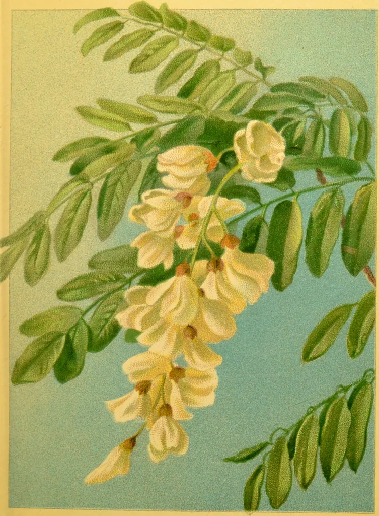 An illustration from Familiar trees / With coloured plates by W.H.J. Boot., 1887, leaf 37