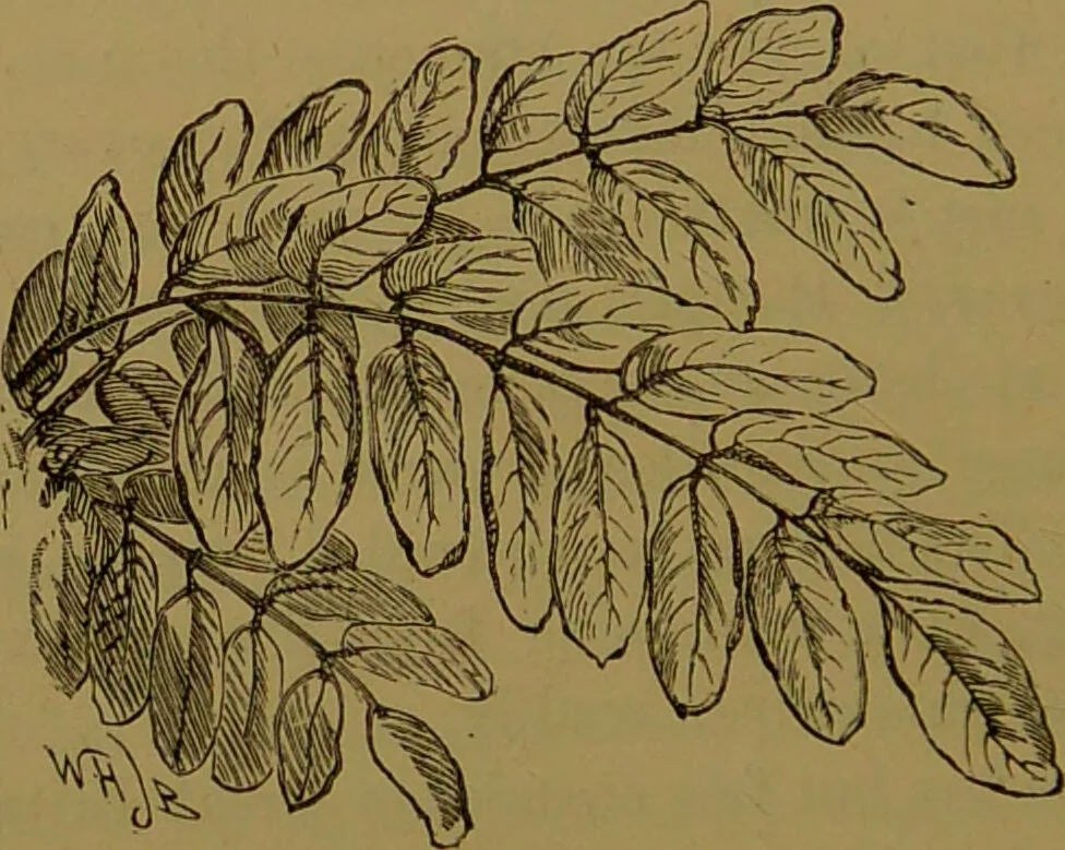 An illustration from Familiar trees / With coloured plates by W.H.J. Boot., 1887, leaf 42