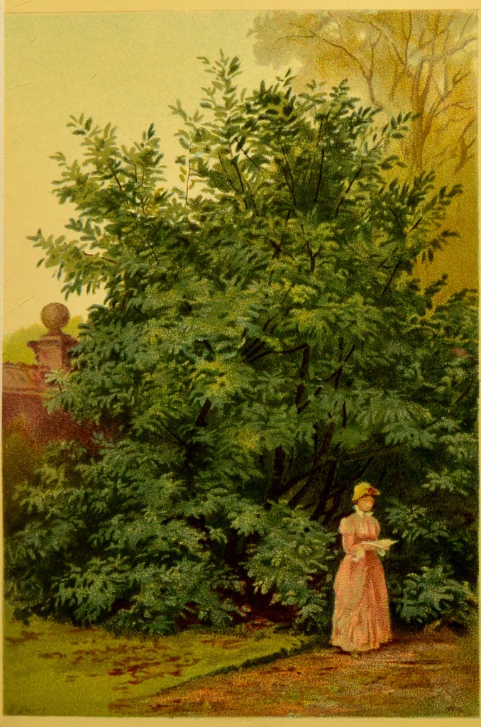 An illustration from Familiar trees / With coloured plates by W.H.J. Boot., 1887, leaf 43