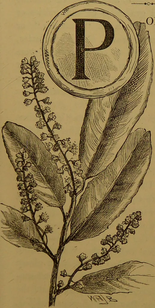An illustration from Familiar trees / With coloured plates by W.H.J. Boot., 1887, leaf 45