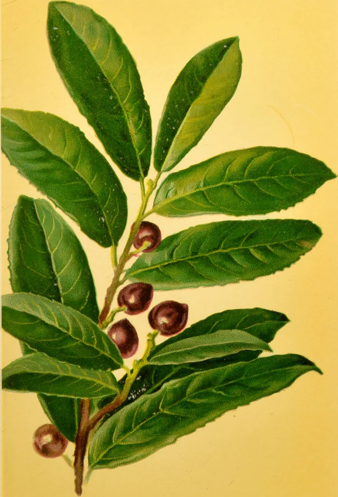 An illustration from Familiar trees / With coloured plates by W.H.J. Boot., 1887, leaf 49