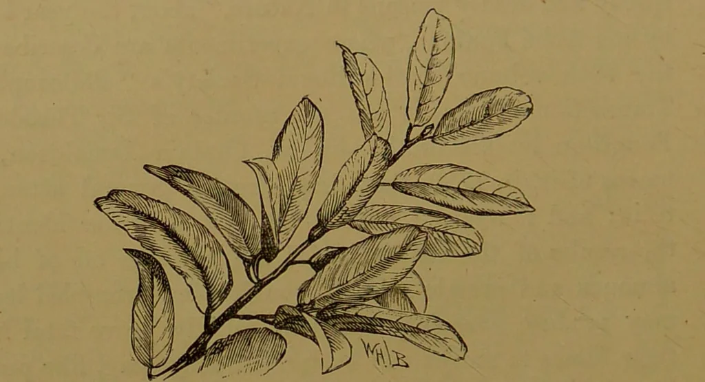 An illustration from Familiar trees / With coloured plates by W.H.J. Boot., 1887, leaf 54