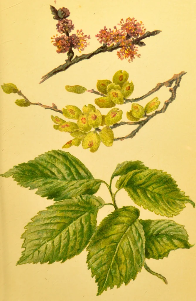 An illustration from Familiar trees / With coloured plates by W.H.J. Boot., 1887, leaf 59