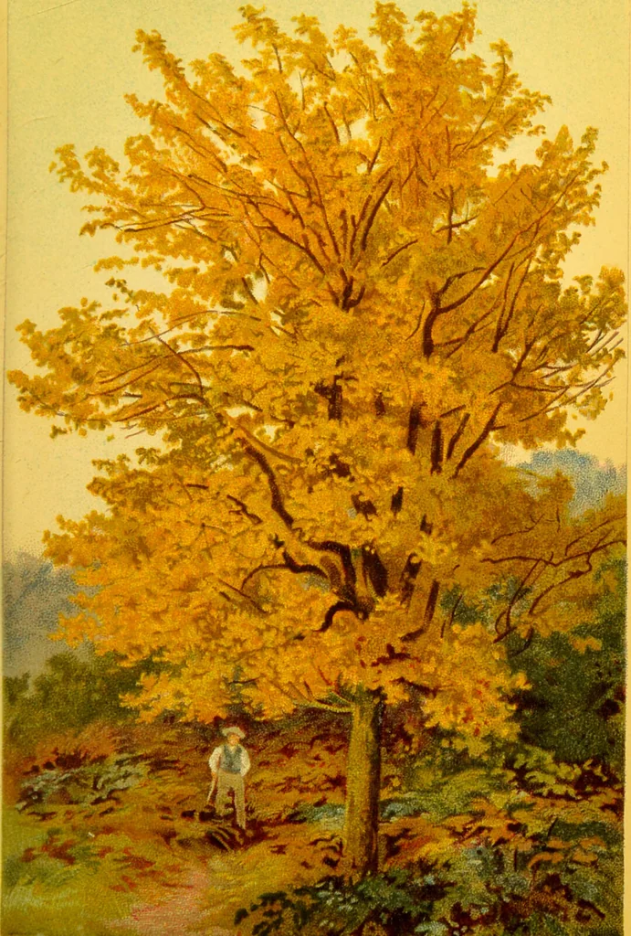 An illustration from Familiar trees / With coloured plates by W.H.J. Boot., 1887, leaf 65