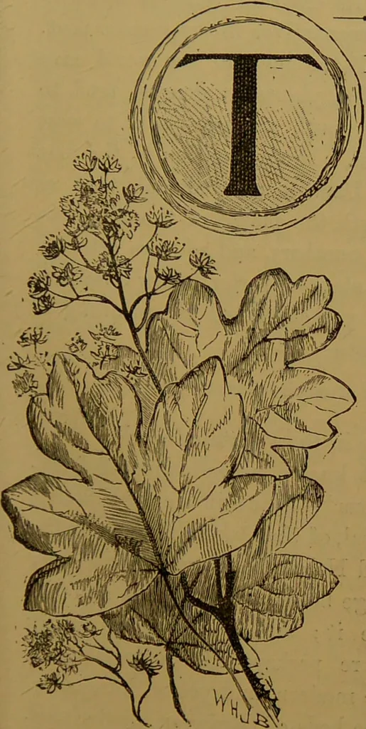 An illustration from Familiar trees / With coloured plates by W.H.J. Boot., 1887, leaf 67