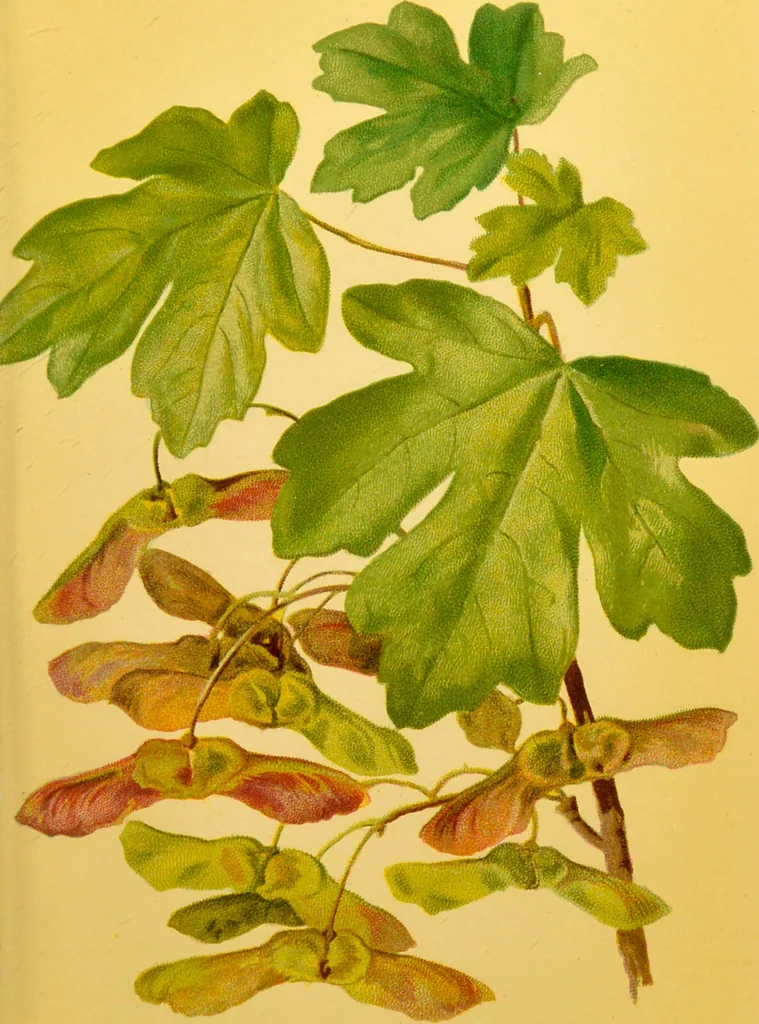 An illustration from Familiar trees / With coloured plates by W.H.J. Boot., 1887, leaf 71