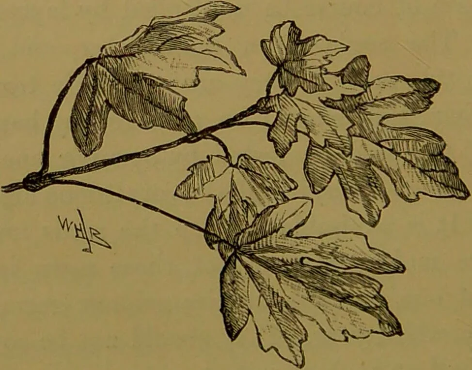 An illustration from Familiar trees / With coloured plates by W.H.J. Boot., 1887, leaf 76