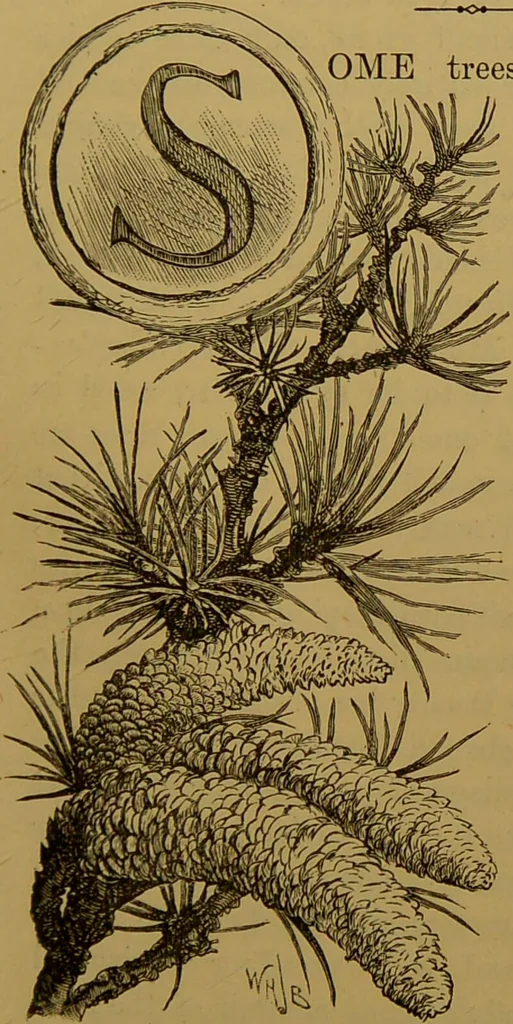 An illustration from Familiar trees / With coloured plates by W.H.J. Boot., 1887, leaf 79