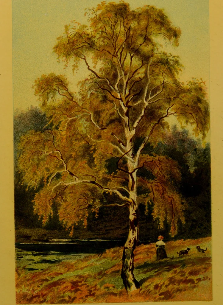 An illustration from Familiar trees / With coloured plates by W.H.J. Boot., 1887, leaf 8