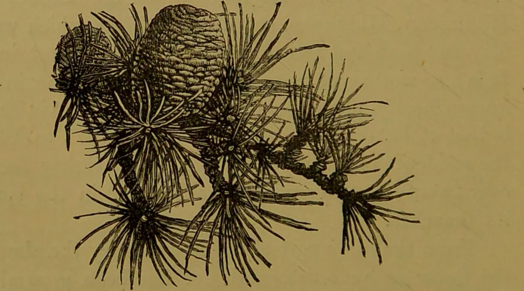 An illustration from Familiar trees / With coloured plates by W.H.J. Boot., 1887, leaf 88
