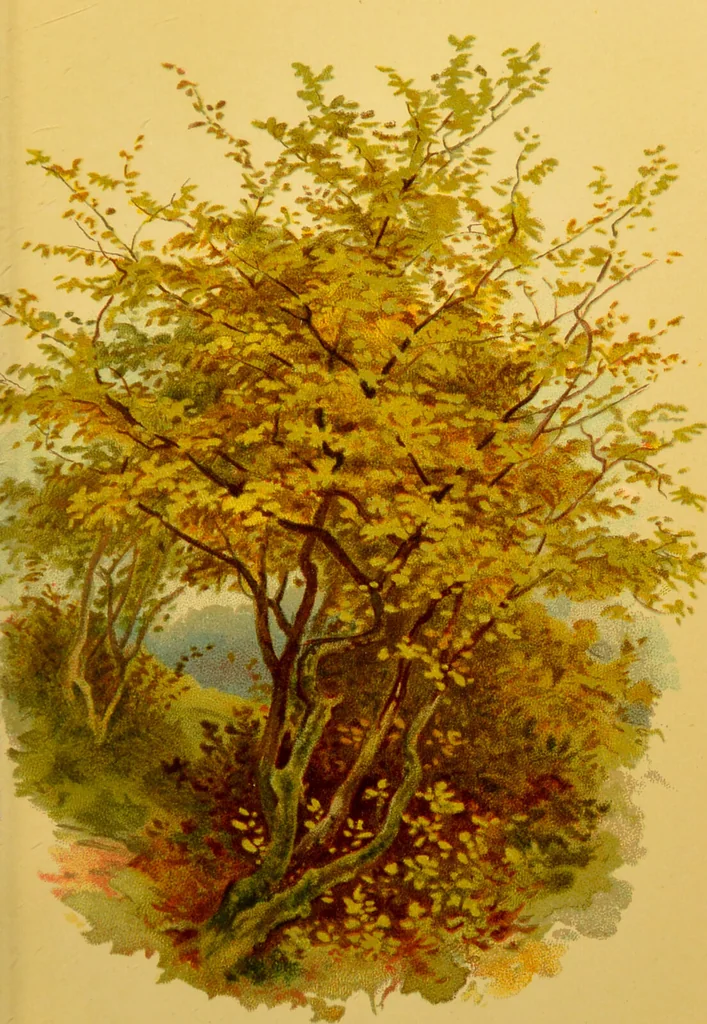 An illustration from Familiar trees / With coloured plates by W.H.J. Boot., 1887, leaf 89